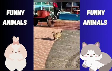 Hilarious Animal Antics Compilation