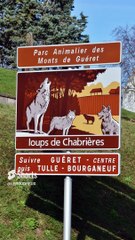 Alerte rouge pour le loup en France _ le braconnage décime les meutes #survie#animals #loup