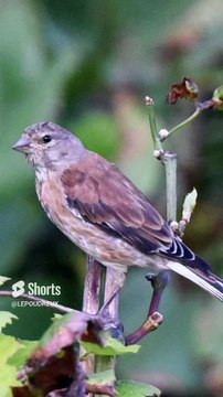 Alerte rouge pour nos oiseaux _ 5 espèces en péril sous nos yeux ! #survie#animals