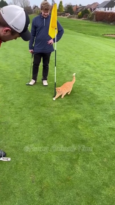 Funny cats full funny video