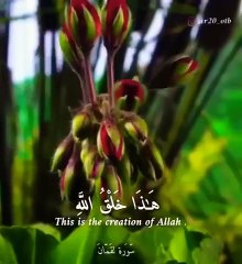 Sheikh Mansour Al Salimi Surah Luqman