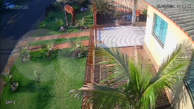 Mais um caso de cavalos soltos é registrado em Cascavel