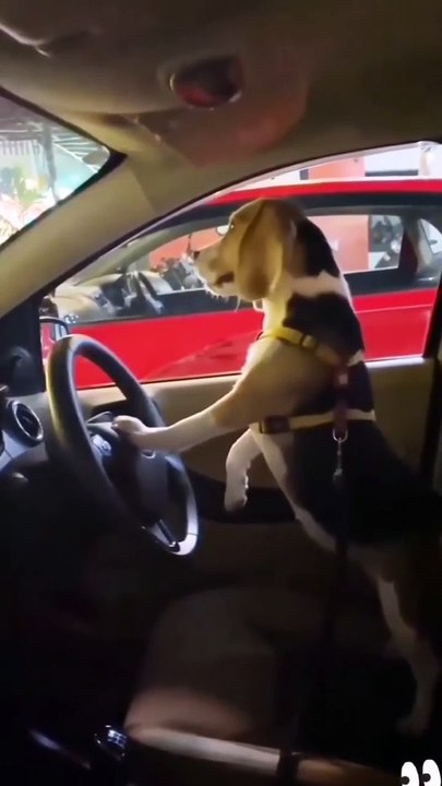 funny animals video