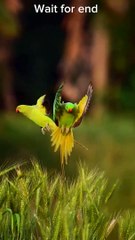 Islamic Shorts Videos 🎥