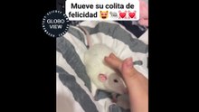 Il topo scodinzola come un cane quando viene accarezzato