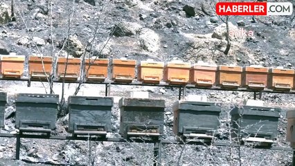 İzmir'deki Orman Yangınında Onlarca Besi Hayvanı Can Verdi