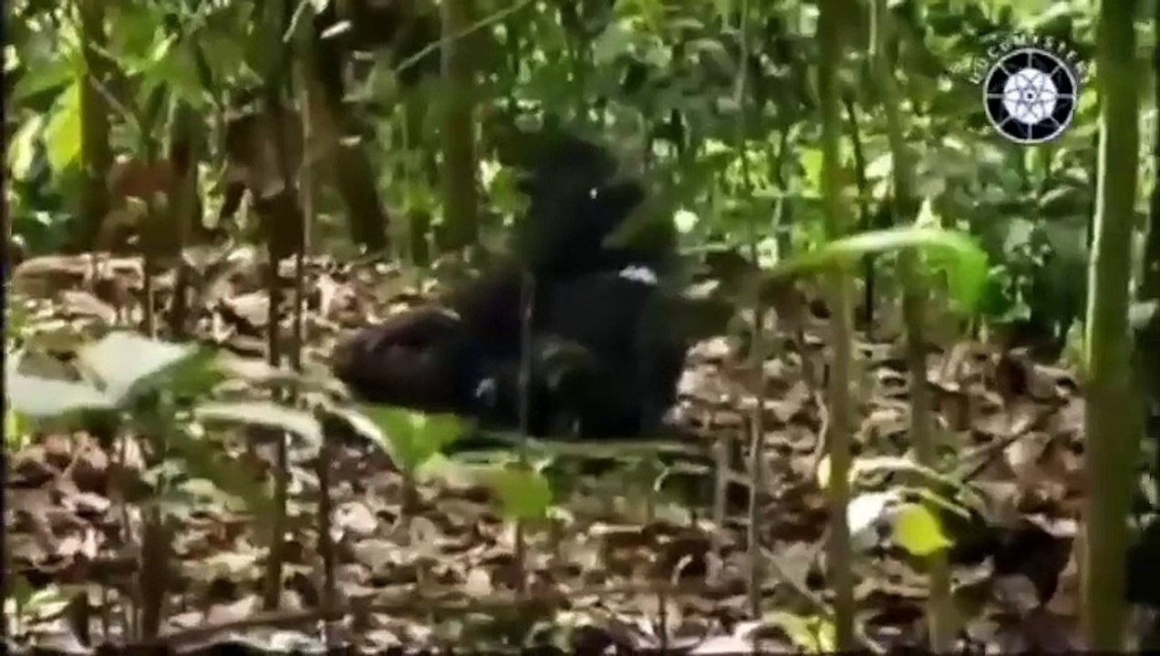 Criaturas lendarias-mokele mbembe,o monstro africano