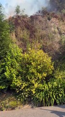 Gata bebé resgatada com queimaduras em incêndio na Madeira