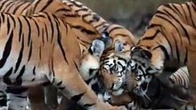 Tiger Family #shorts #ytshorts 