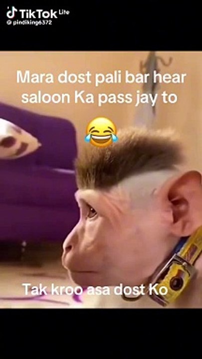 Funny Monkey