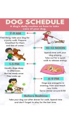 Perfect Dog Schedule  | Keep Your Pup Happy & Healthy with This Daily Routine! #DogCare #PetRoutine ✨