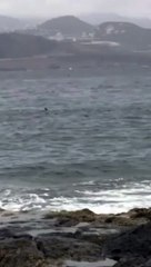 Un tiburón martillo en la Punta de El Confital