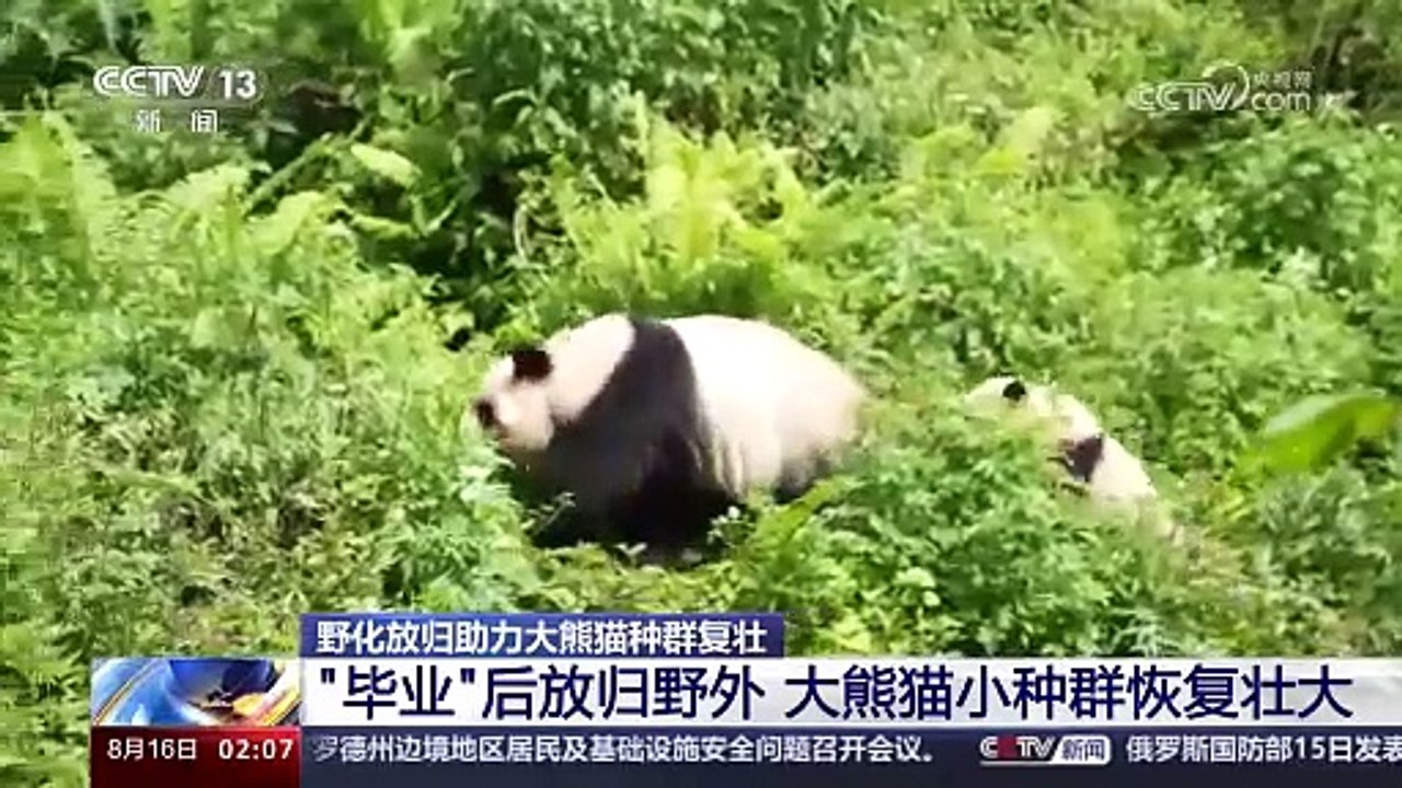 野化放归助力大熊猫种群复壮，“毕业”后放归野外，大熊猫小种群恢复壮大