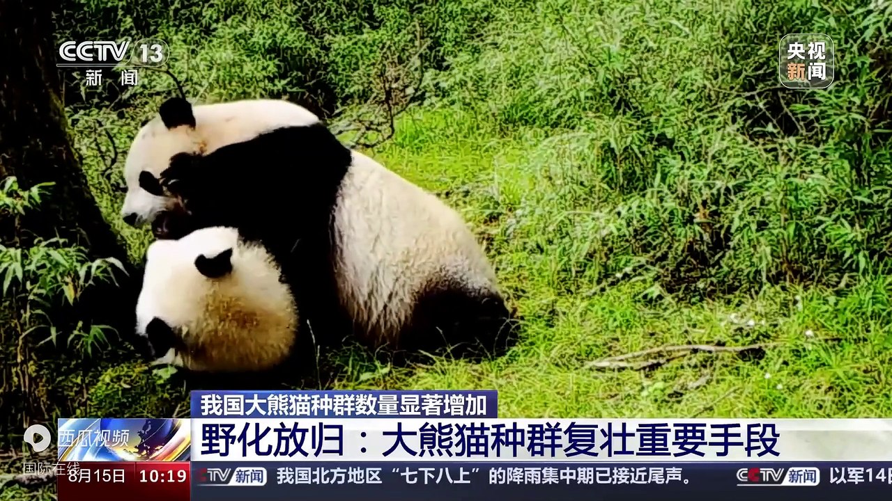 Được thả về tự nhiên sau khi _tốt nghiệp_, quần thể gấu trúc khổng lồ hoang dã đã tăng lên đáng kể - Tiêu đề ngày nay