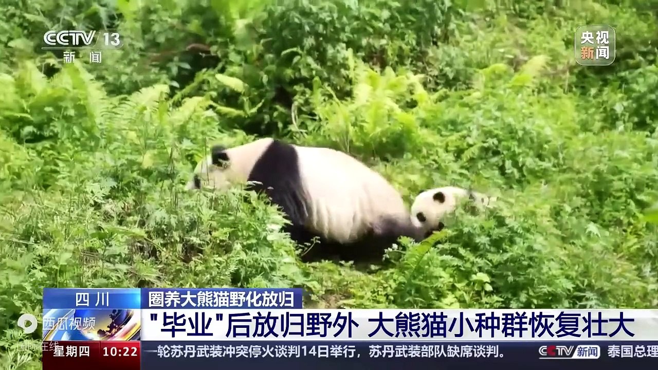 Được thả về tự nhiên sau khi _tốt nghiệp_, quần thể gấu trúc khổng lồ hoang dã đã tăng lên đáng kể - Tiêu đề ngày nay-1