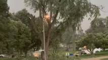 Fierce thunderstorm winds unleash their wrath on trees in Omaha