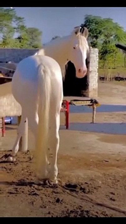 Horses