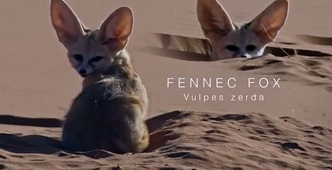 World's Smallest Wild Dog - Dogs in the Wild meet with family #wildlife