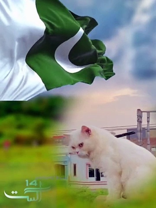 Cat Zindabad 
