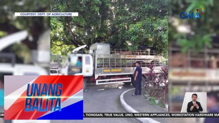 Pag-inspeksiyon sa mga truck na may kargang mga baboy, lalong hinigpitan | Unang Balita