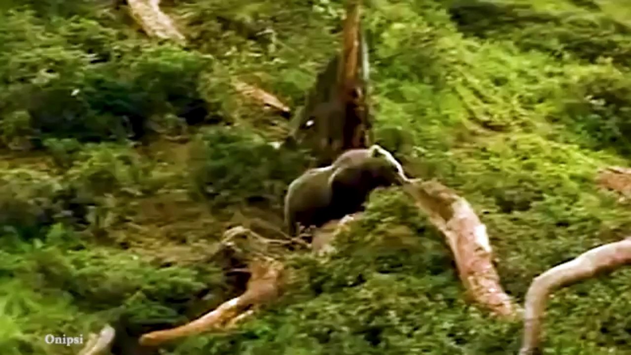LEOPARD IN THE WILD