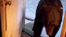 A bear who cares about woman. #animals
