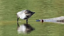 The Knot: Close Up HD Footage (Calidris canutus)