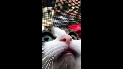 Funniest Cats and Dogs videos hilarious animal compilation 2024