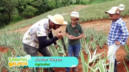 Sambitos bellacos: cultivos de piña