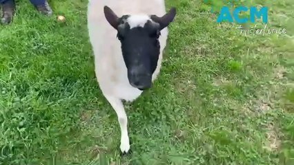 Wally the Sheep - Warrnambool Standard - August 19, 2024