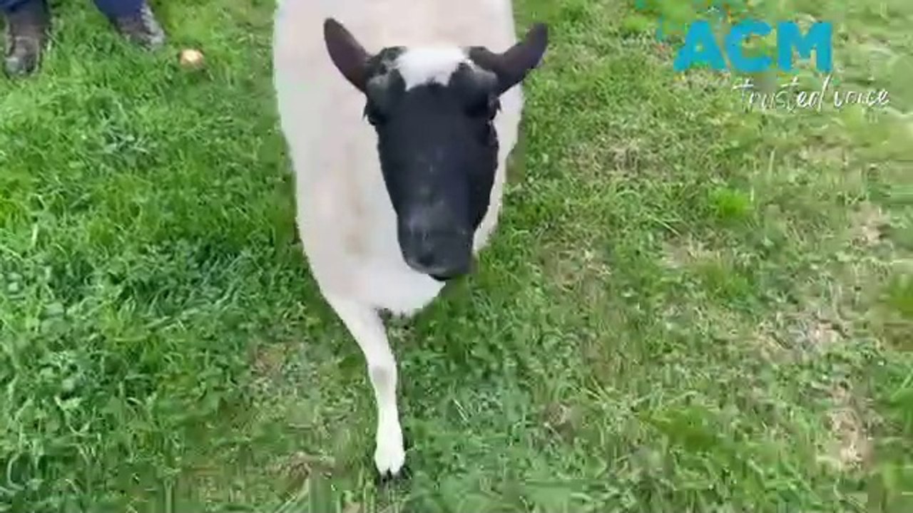 Wally the Sheep - Warrnambool Standard - August...