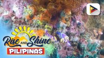 Pilipinas, itinanghal na Best Diving Destination sa Diving, Resort and Travel show sa Beijing