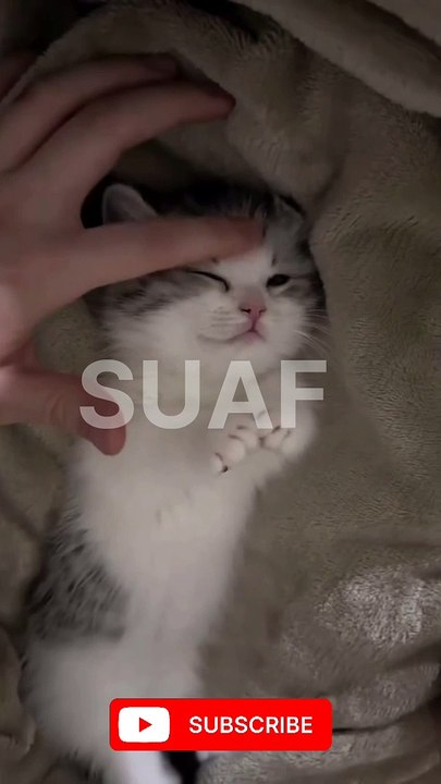 Funny  cats #cats #funny #animals #funnycats