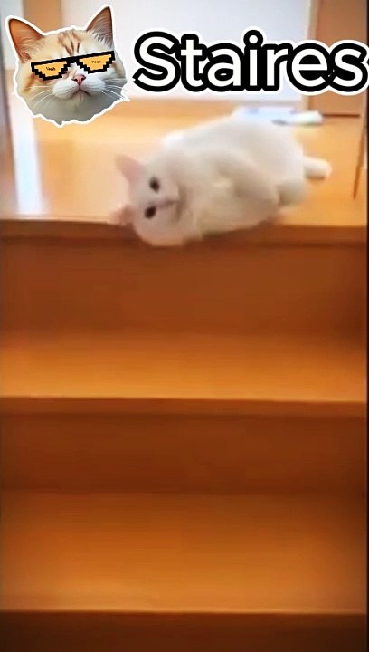 Catsat Staires #funny #cats #viralcats