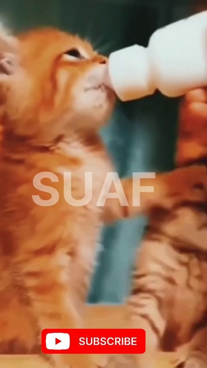 Funny  cats .... #cats