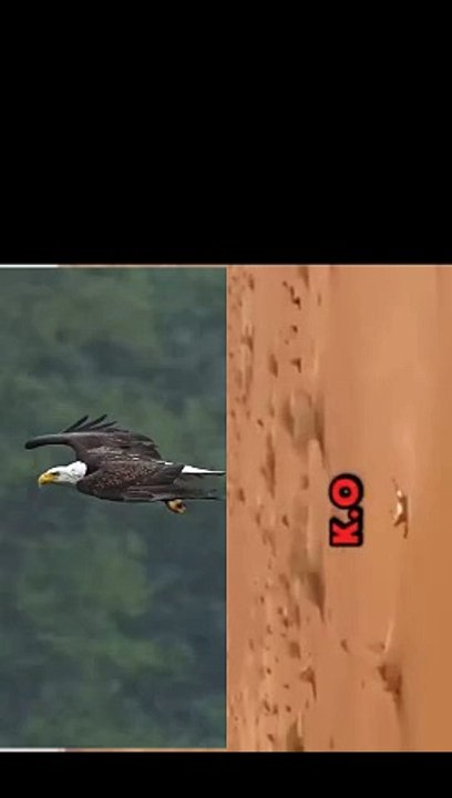 Egal ka apna shikar