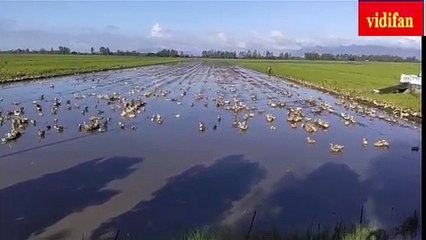 raising ducks - élever des canards dans les champs - 野原でアヒルを育てる - تربية البط في الحقول