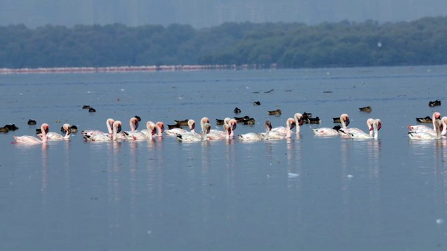 Flamingos of Mumbai