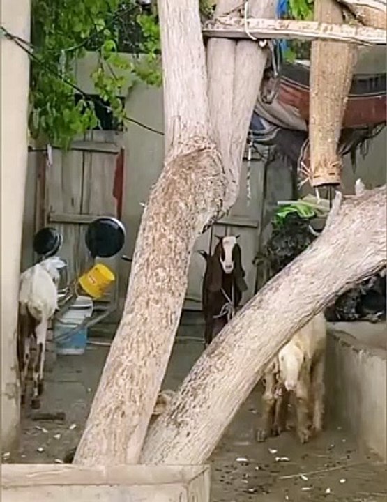 Pind da mahool | beautiful view of village | traditional village life in Punjab India and Pakistan daisy life in Punjab very beautiful culture of village