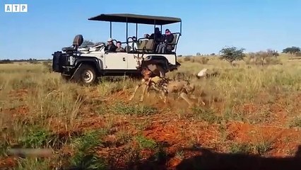 Oryx Tries Saving Her Baby from Wild Dogs, But Fail - Animal Fighting _ ATP Earth