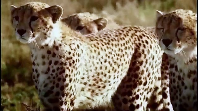 Attacks and animal fights! Attacks of lions, leopards, cheetahs and hyenas in the wild