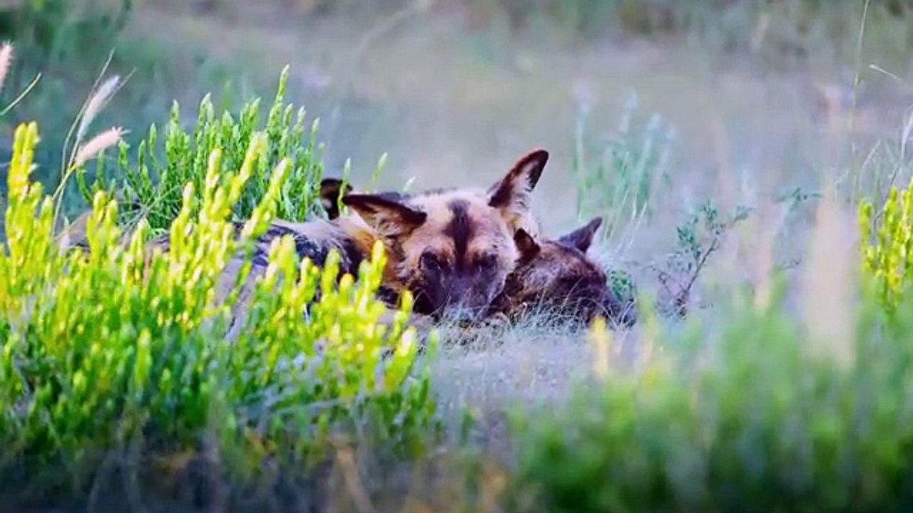 Namibia  Wildlife Documentary  FULL EPISODE