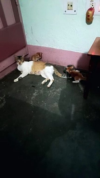 Playing playing playing