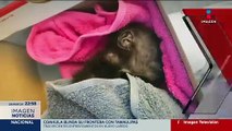 Abandonan un chimpancé en la ribera del río Cuautla, Morelos