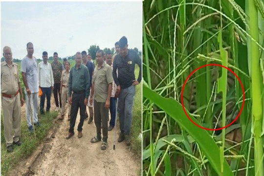 VIDEO: बाजरे के खेत में टाइगर की मूवमेंट का अंदेशा, ग्रामीणों में दहशत