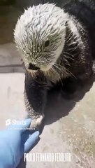 Otterly