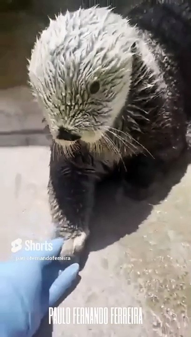 ⁣Otterly