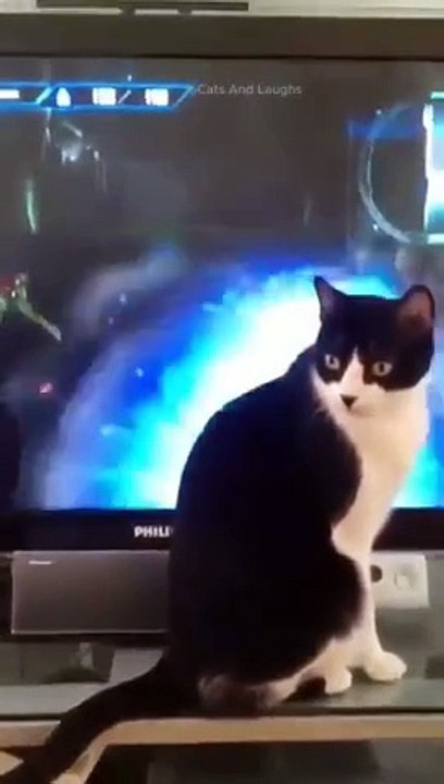 funny cats episode 127