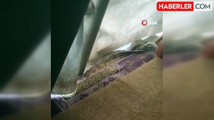 Çadıra giren yılanı demir çubukla böyle yakaladı