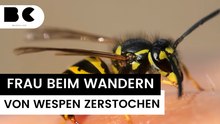 Frau wird beim Wandern 15-mal von Wespen gestochen